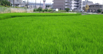 �������̓c��ڂɂ́A�J�u�g�G�r���������Ȃ�ł�