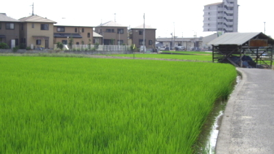 �̂́A�w���~��Ă����ɓc��ڂ��L�����Ă����̂ł���