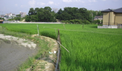 �̂́A�����X�����Ԃ��āA���U�ƖԂ���ɍ~�藧�̂��ӂ��킵���w�������̂ł���